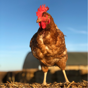 exploitation, producteur d'oeufs et produits fermiers bio à Guillonville 28