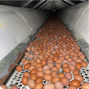 exploitation, producteur d'oeufs et produits fermiers bio à Guillonville 28