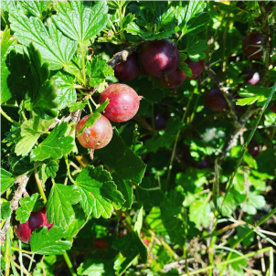 exploitation, producteur d'oeufs et produits fermiers bio à Guillonville 28